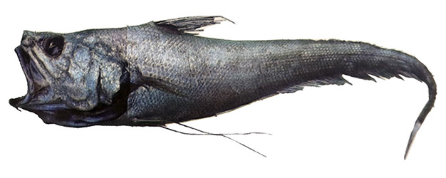Coryphaenoides mediterraneus_0
